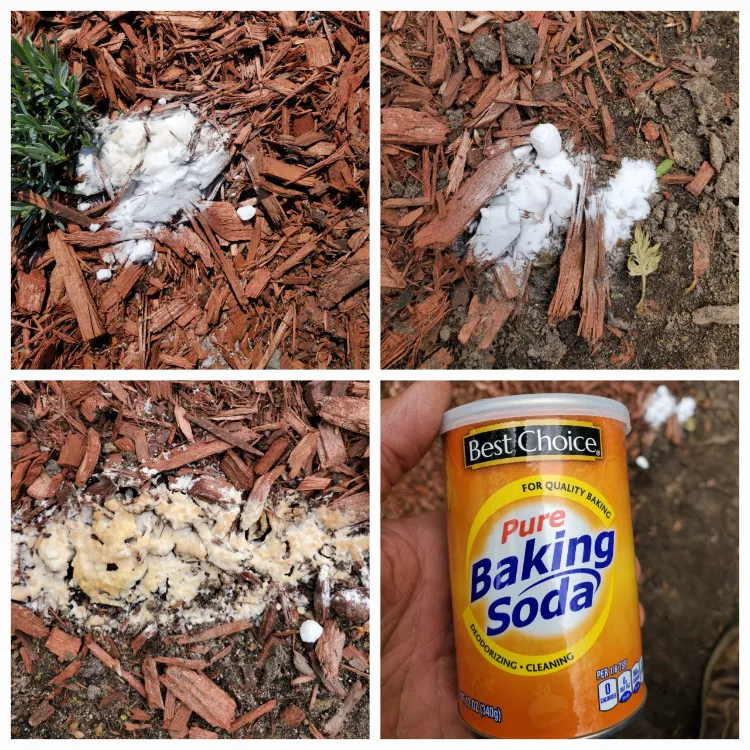 How to Get Rid of Fungus in Mulch? 6 Effective Tricks!