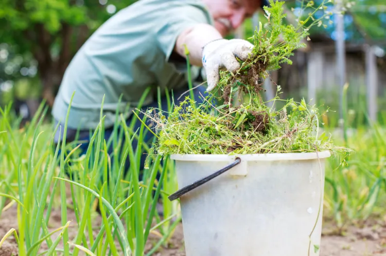 remove weeds by hand