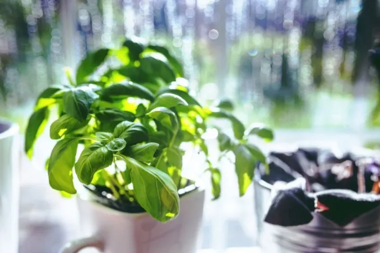 repellent plants to avoid mosquito bites in summer indoor outdoor