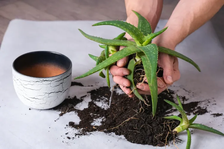 repoting aloe vera plant properly