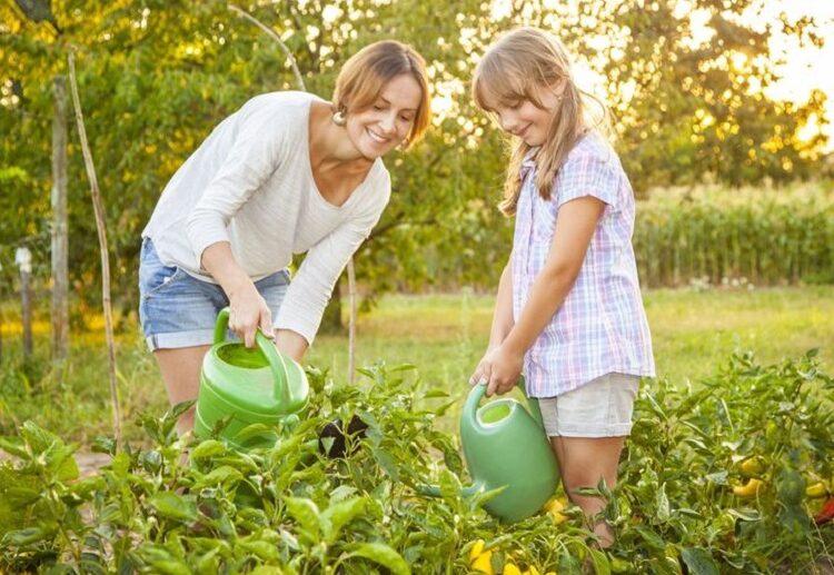 september gardening tips collect your vegetables
