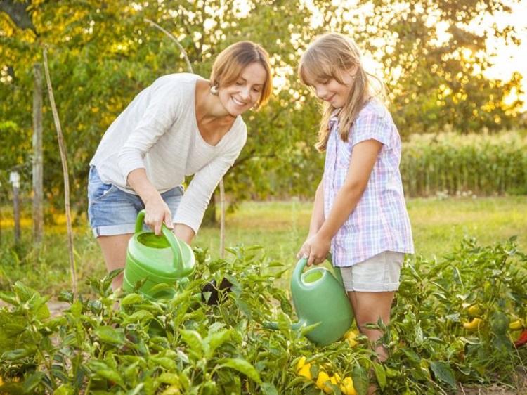 september gardening tips collect your vegetables