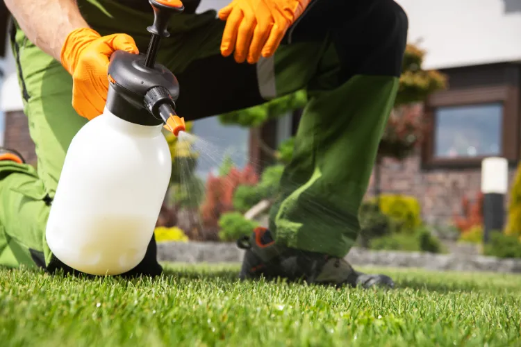 spray weedkiller to clean your lawn
