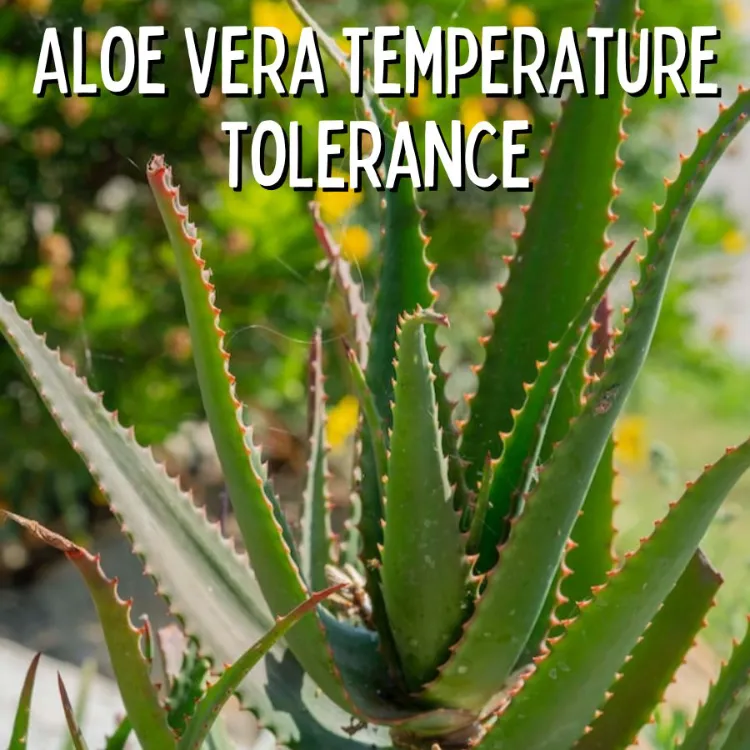 the best temperature for growing an aloe vera plant