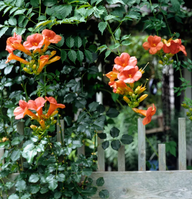 trumpet vine on the garden fence blooming in fall