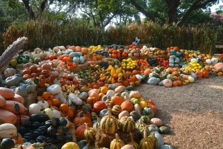 unhealhty ornamental gourds unhealthy squash plants