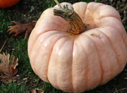 unhealthy squash how do i know if my squash is bad