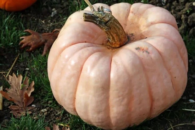 unhealthy squash how do i know if my squash is bad