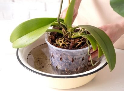 watering orchid garlic water benefits diy home gardening