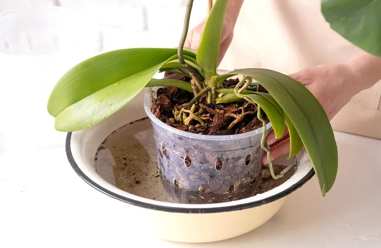 watering orchid garlic water benefits diy home gardening
