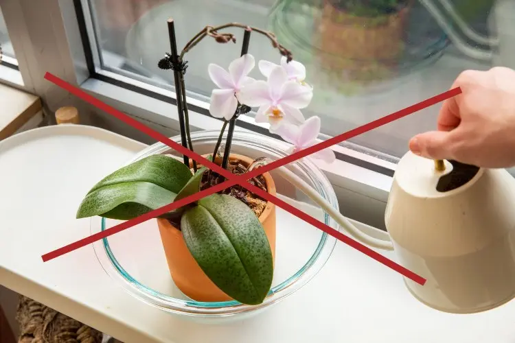 watering orchids common mistakes what not to do