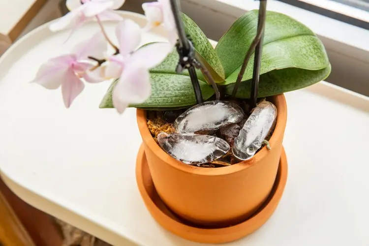 watering orchids with ice cubes tips and instructions