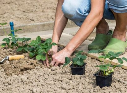 what can i plant in august in california