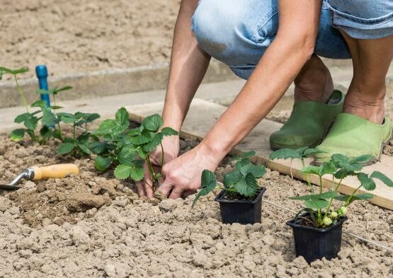 what can i plant in august in california