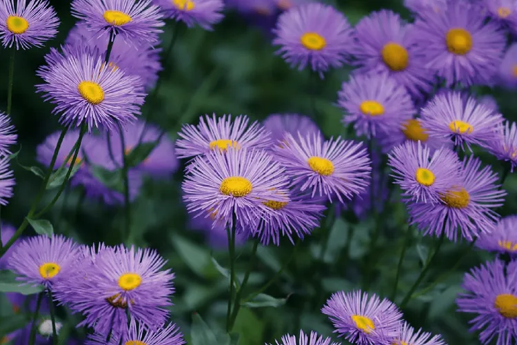 what can you plant in your garden in the fall asters