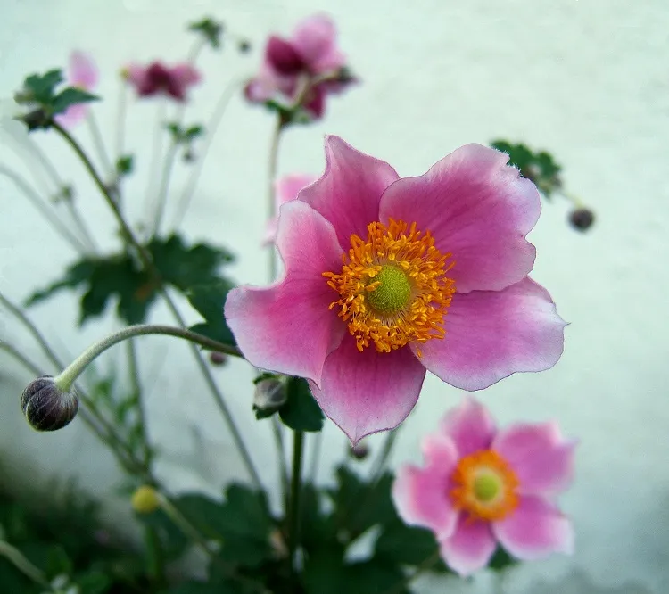 what flowers bloom best in september japanese anemone