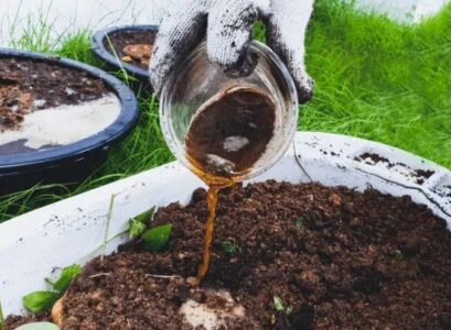 what is liquid compost tea