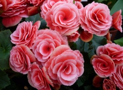which perennial flowers bloom all summer