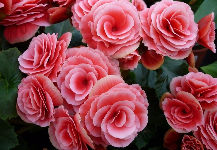 which perennial flowers bloom all summer