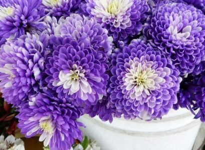 what plants are best for fall planting
