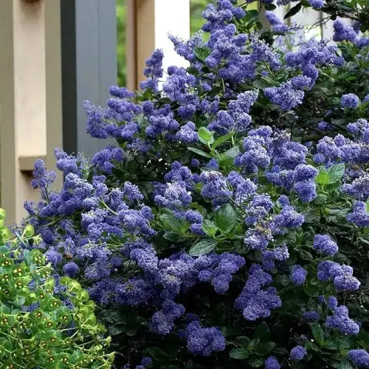 when how to prune the splendid california lilac how to care