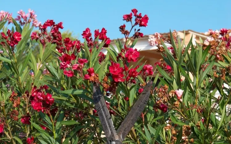 when to remove withered oleander flowers is it neessary