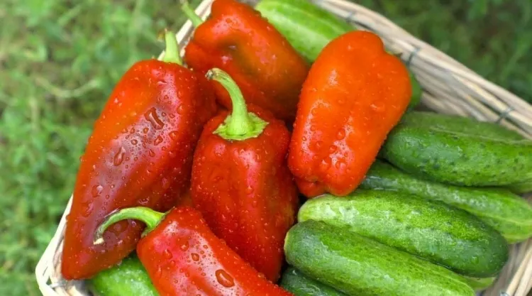 which vegetables not to freeze how to preserve cucumbers zucchini peppers
