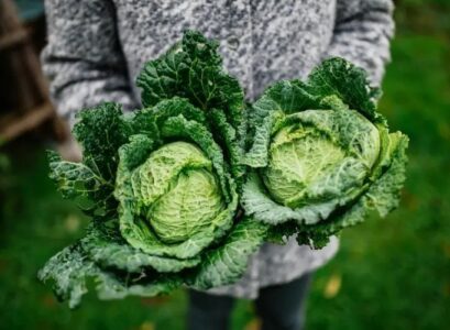 winter vegetables to plant in summer