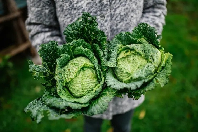 winter vegetables to plant in summer
