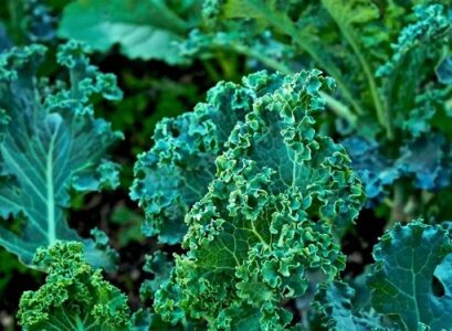 5 easiest vegetables to grow in fall for beginner kale