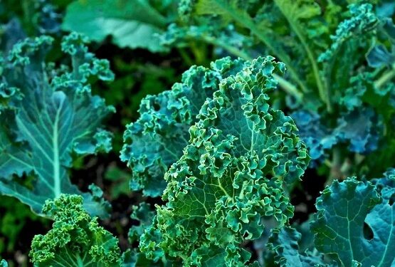 5 easiest vegetables to grow in fall for beginner kale