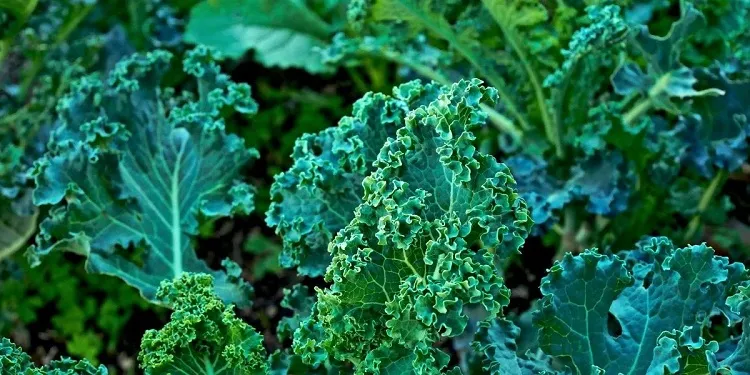 5 easiest vegetables to grow in fall for beginner kale
