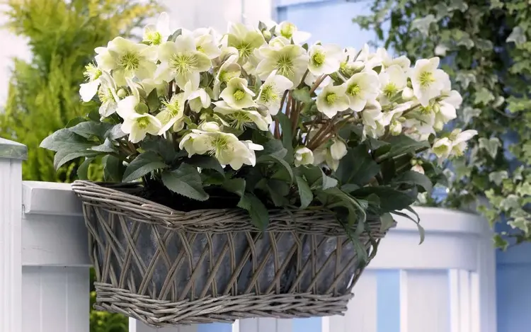 balcony design with white hellebore in a flower box