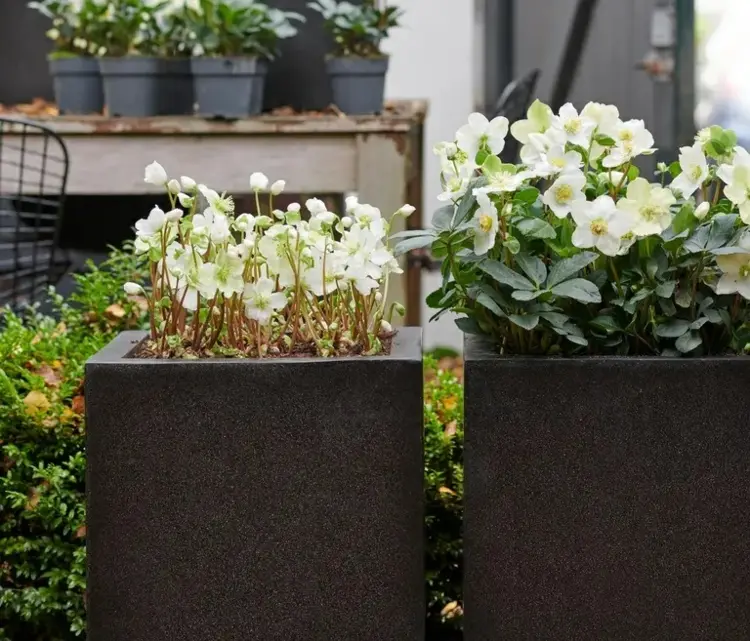 balcony plants for winter christmas rose for outdoor pots and containers