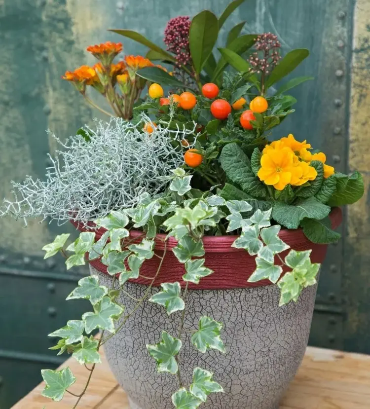 balcony plants for winter how to combine species that survive frosts