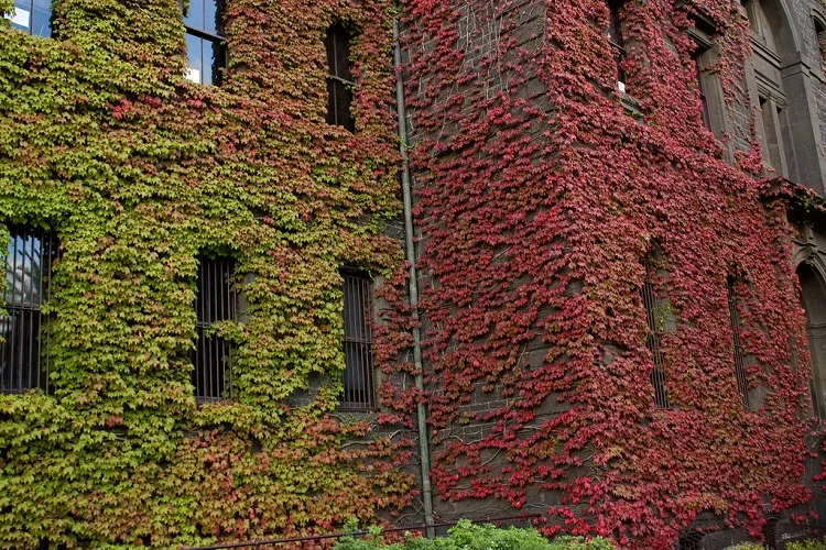 boston ivy (parthenocissus tricuspidata) don't need support low maintenance evergreen climbing plants