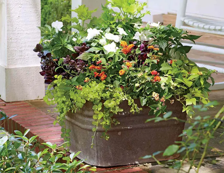 bring potted plants into the house in fall