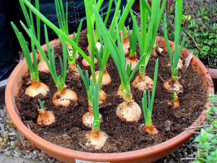 can you grow winter onions in containers