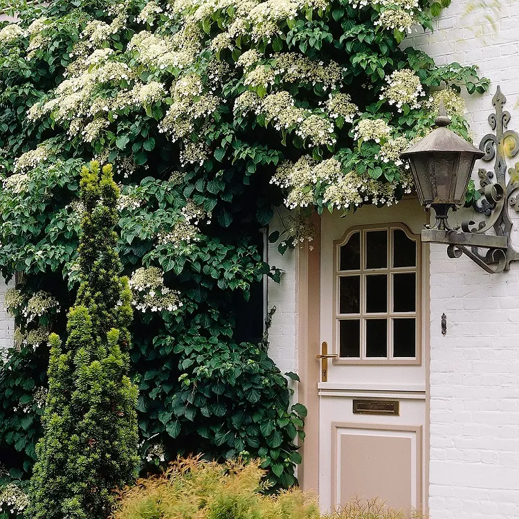 climbing hydrangea (hydrangea petiolaris) low maintenance evergreen ground cover