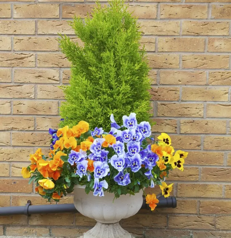 concrete urn with pansies and cypress in the background