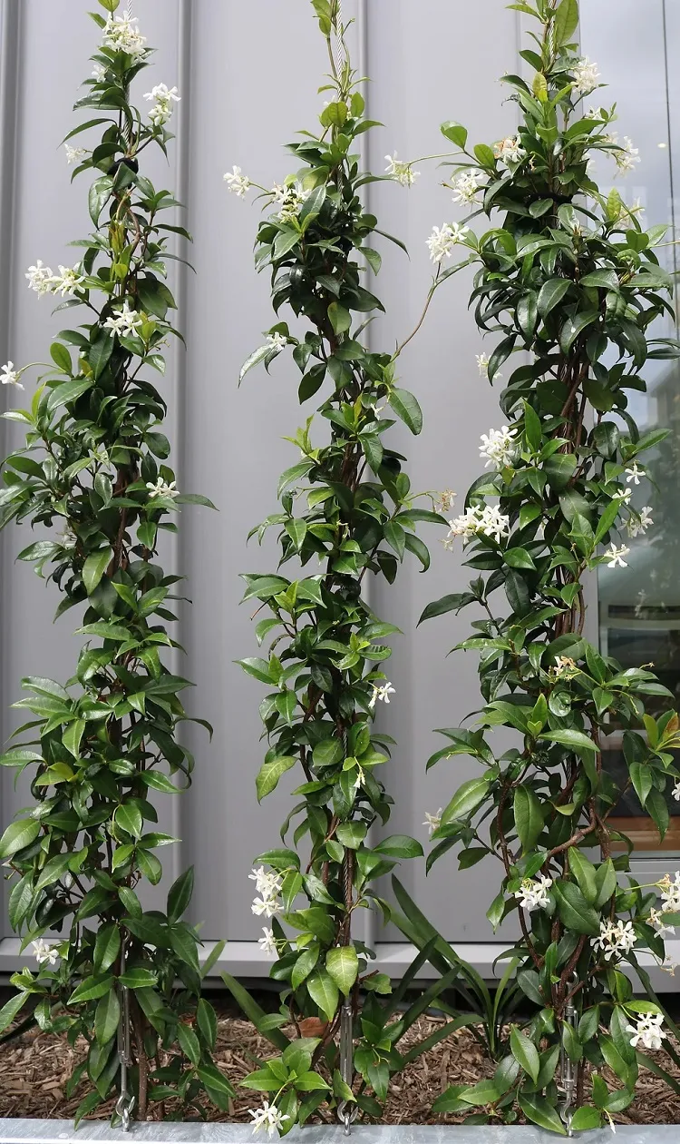 confederate jasmine (trachelospermum jasminoides) evergreen climbing plants