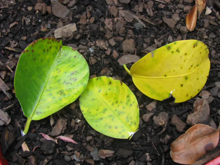 does dipladenia lose its leaves in winter bring dipladenia indoors in winter
