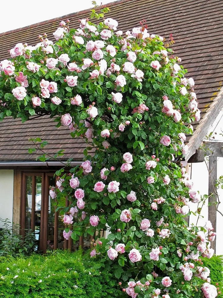  don't need support climbing roses pink color low maintenance indoor climbing plants