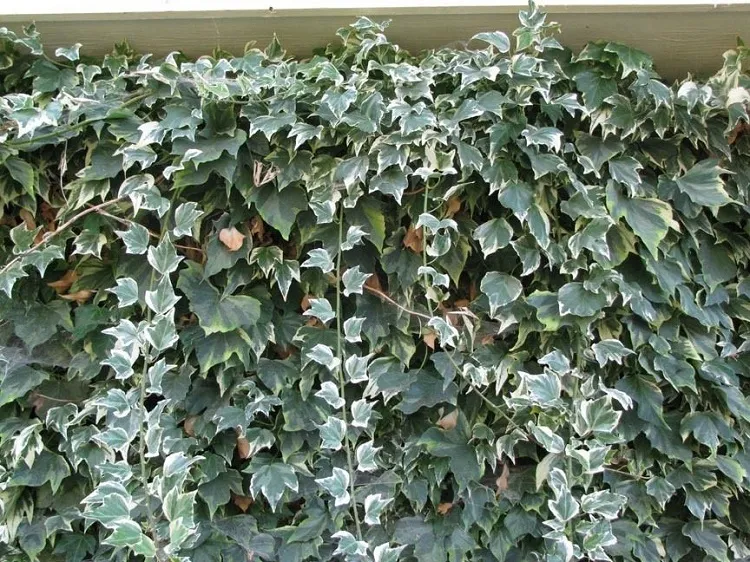 english ivy (hedera helix) easy to grow evergreen climbers
