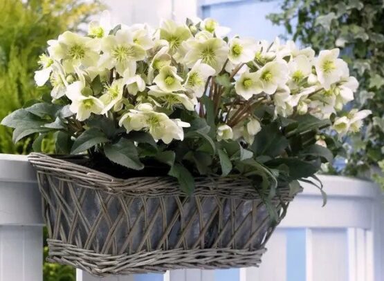 hardy perennial plants for outdoor pots that will survive winter