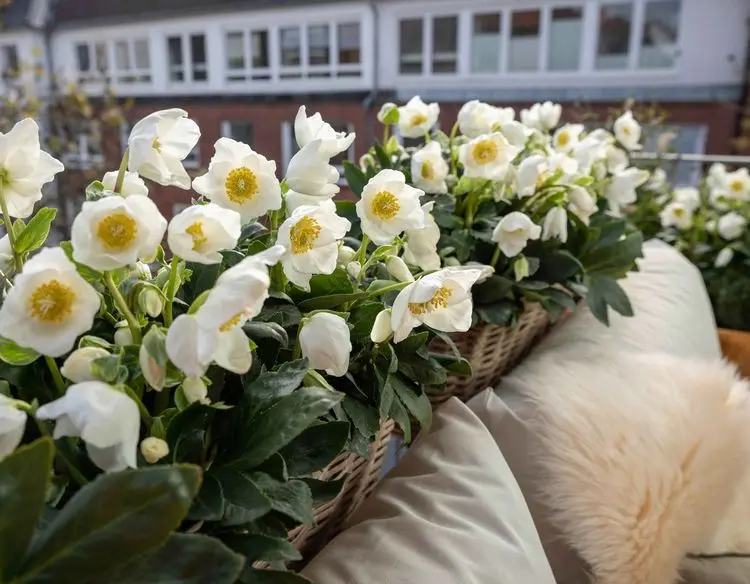 hardy perennial plants for outdoor pots that will survive winter christmas rose