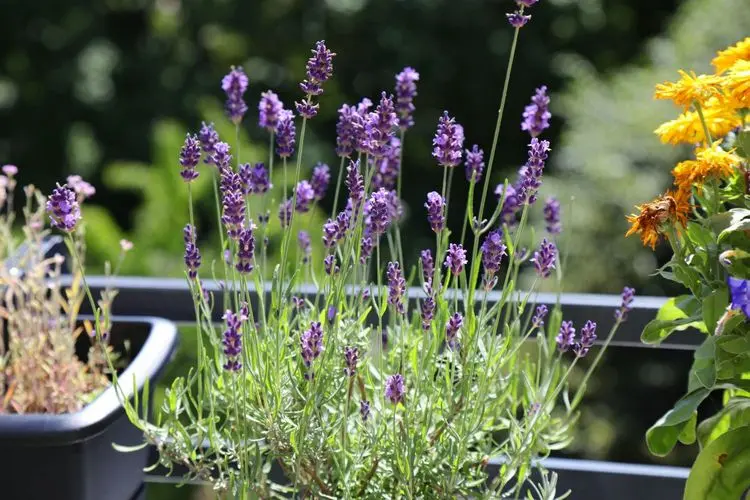 hardy perennial plants for outdoor pots that will survive winter lavender