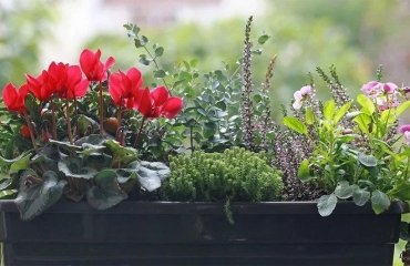 hardy plants for outdoor pots