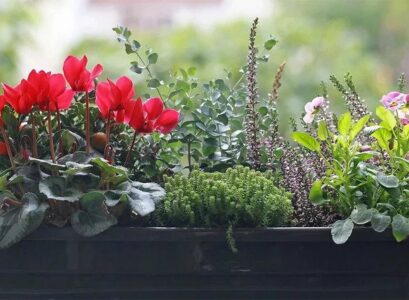 hardy plants for outdoor pots