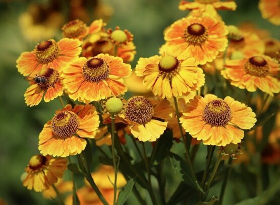 helenium frost resistant flowering plants